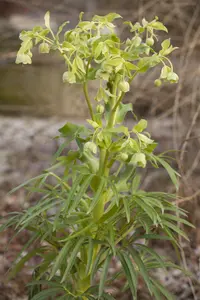 Helleborus foetidus