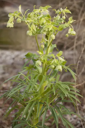 Helleborus foetidus - P14 - image 1