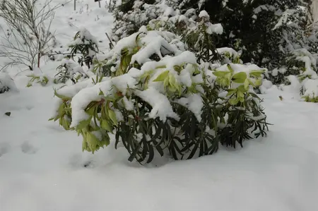Helleborus foetidus - P9 - image 2