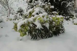 Helleborus foetidus - P9 - image 2
