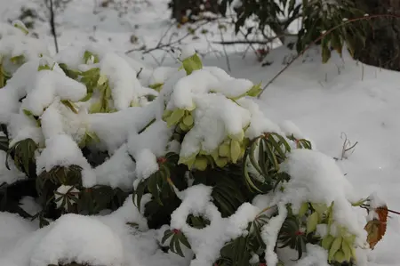 Helleborus foetidus - P9 - image 3