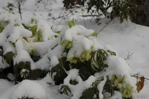 Helleborus foetidus - P9 - image 3