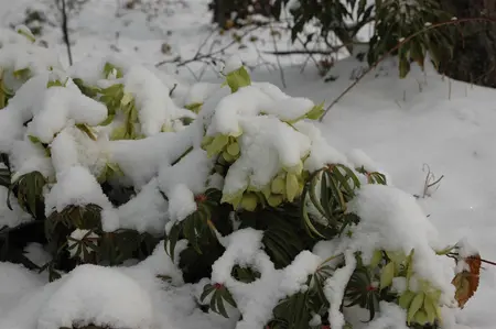 Helleborus foetidus - 2 Ltr pot - image 3