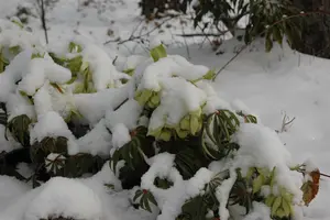 Helleborus foetidus - 2 Ltr pot - image 3