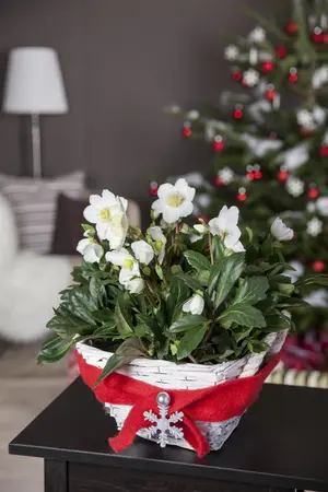 Helleborus 'Guess' - 2 Ltr pot - image 3