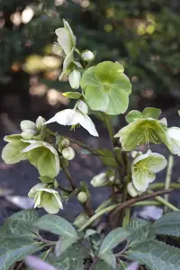 Helleborus (HGC) 'Frosty' - 2 Ltr pot - image 3