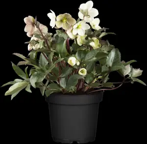 Helleborus (HGC) 'Pink Frost'