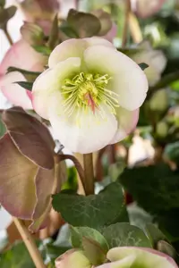 Helleborus 'Magic Apricot' - 2 Ltr pot - image 5