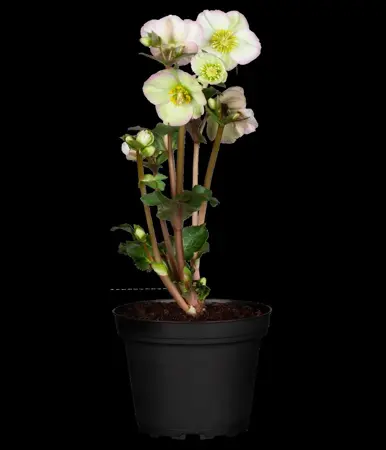 Helleborus 'Magic Apricot' - 2 Ltr pot - image 3