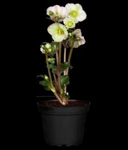 Helleborus 'Magic Apricot' - 2 Ltr pot - image 3