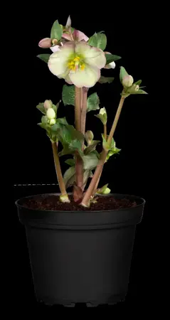 Helleborus 'Magic Apricot' - 2 Ltr pot - image 4