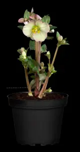 Helleborus 'Magic Apricot' - 2 Ltr pot - image 4