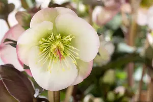 Helleborus 'Magic Double Green' - 2 Ltr pot - image 4