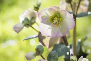 Helleborus 'Magic Double Red'