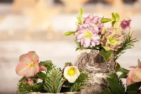 Helleborus 'Magic Double Slaty Blue' - 2 Ltr pot - image 5