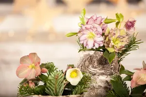 Helleborus 'Magic Double Slaty Blue' - 2 Ltr pot - image 5