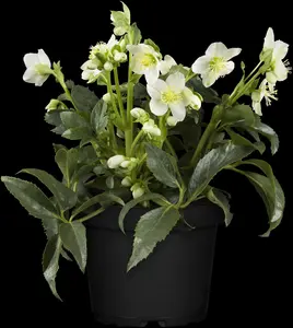 Helleborus 'Magic Slaty Blue' - P9 - image 2