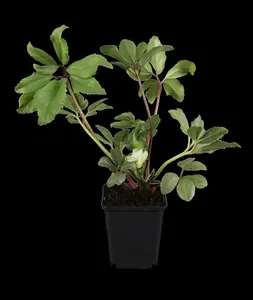 Helleborus niger