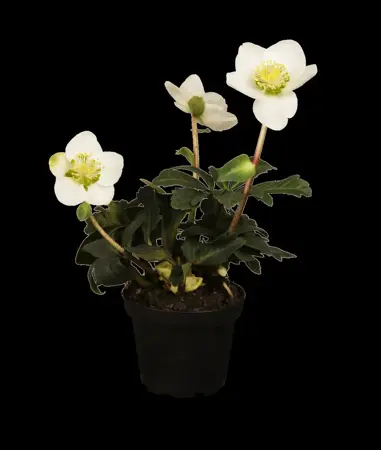 Helleborus niger - 2 Ltr pot - image 3