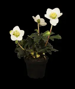 Helleborus niger - 1.5 Ltr pot - image 3