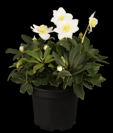 Helleborus niger - 1.5 Ltr pot - image 4