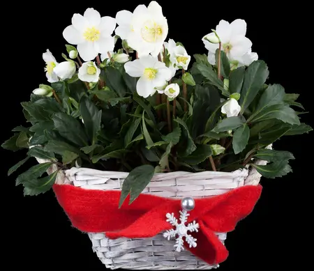 Helleborus niger - 1.5 Ltr pot - image 5