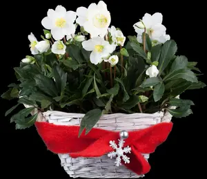 Helleborus niger - 1.5 Ltr pot - image 5