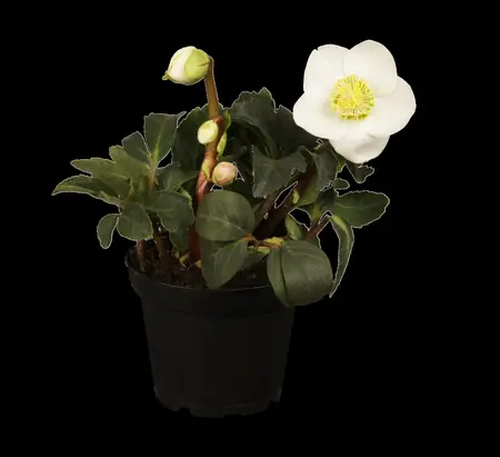 Helleborus niger - 1.5 Ltr pot - image 2
