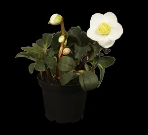 Helleborus niger - 1.5 Ltr pot - image 2