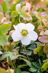 Helleborus niger 'Praecox' - P9 - image 2