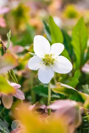 Helleborus niger 'Praecox' - P9 - image 4