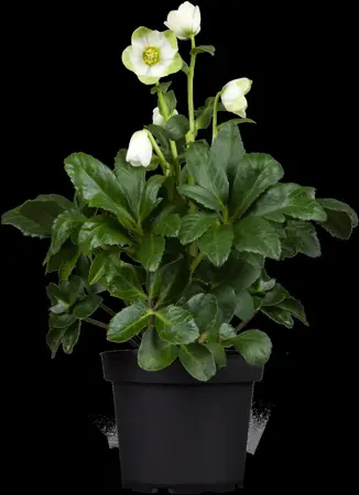 Helleborus niger 'Praecox' - P9 - image 1