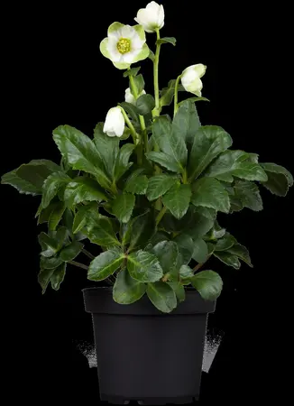 Helleborus niger 'Praecox' - 1.5 Ltr pot - image 1