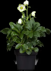 Helleborus niger 'Praecox'