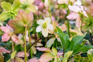 Helleborus niger 'Praecox' - 1.5 Ltr pot - image 3