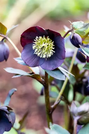Helleborus nigercors 'Emma' - 2 Ltr pot - image 3