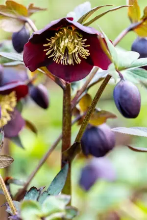 Helleborus nigercors 'Emma' - 2 Ltr pot - image 4