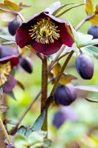 Helleborus nigercors 'Emma' - 2 Ltr pot - image 4