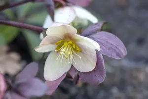 Helleborus nigercors 'Emma'