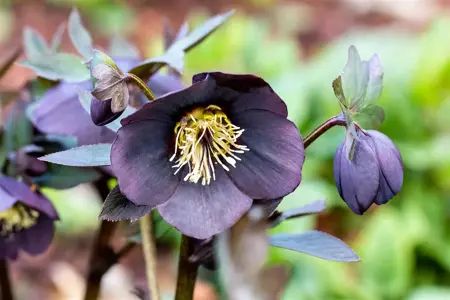 Helleborus nigercors 'Emma' - 2 Ltr pot - image 2