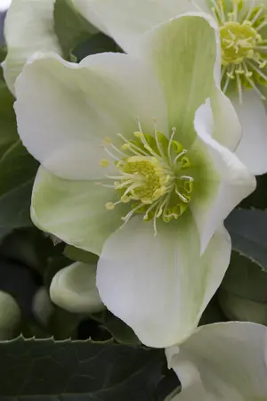 Helleborus 'Olivia' - 2 Ltr pot - image 4