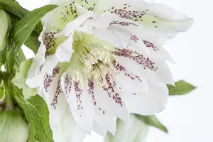 Helleborus orient. 'Celistina' - 2 Ltr pot - image 3