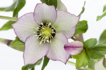 Helleborus orient. 'Celistina' - 2 Ltr pot - image 4