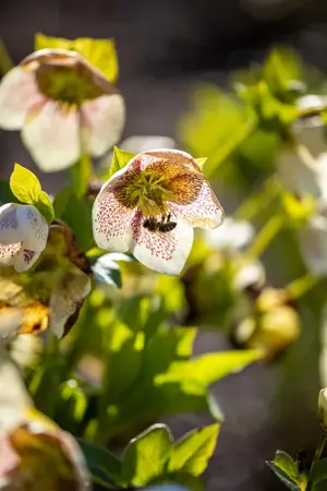 Helleborus orient. 'Conny' - 2 Ltr pot - image 1