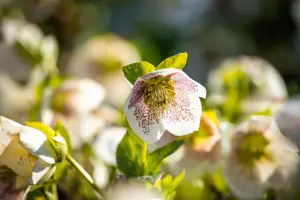 Helleborus orient. 'Conny' - 2 Ltr pot - image 2