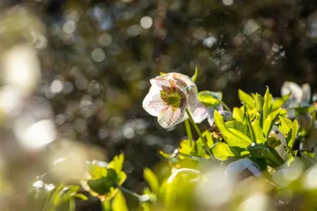 Helleborus orient. 'Conny' - 2 Ltr pot - image 3