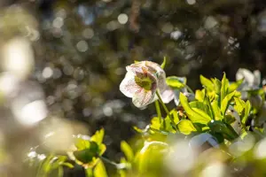 Helleborus orient. 'Conny' - 2 Ltr pot - image 3