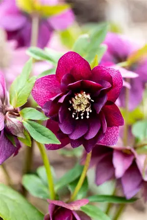 Helleborus orient. 'Double-Ellen'? red - 2 Ltr pot - image 2