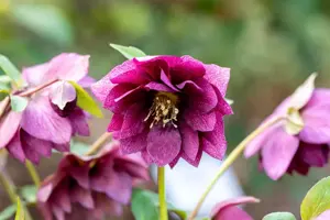Helleborus orient. 'Double-Ellen'? red