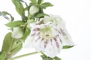 Helleborus orient. 'Frilly Isabelle' - 2 Ltr pot - image 5